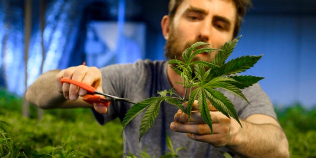 This picture taken on March 16, 2017 shows an employee collecting legal cannabis plants in the greenhouse of Switzerland's cannabis producer KannaSwiss in Koelliken.The company procudes high cannabidiol (CBD) content cannabis with THC (psychoactive component) content below the Swiss legal limit. KannaSwiss sell medicinal oil and flowers to smoke. / AFP PHOTO / Fabrice COFFRINI (Photo credit should read FABRICE COFFRINI/AFP/Getty Images)