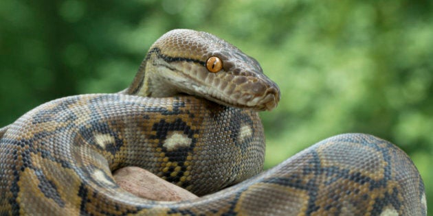 Reticulated Python (Python reticulatus)