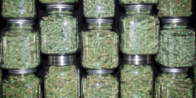 A wall of glass jars with metal lids filled with with green marijuana buds and black background