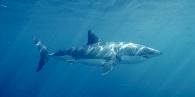 Great White Shark Swimming Underwater