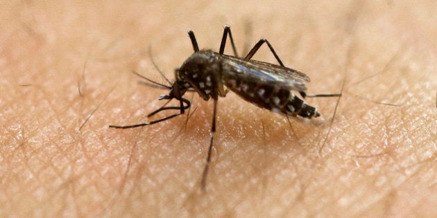 FILE - In this Jan. 18, 2016, file photo, a female Aedes aegypti mosquito acquires a blood meal on the arm of a researcher at the Biomedical Sciences Institute in the Sao Paulo's University in Sao Paulo, Brazil. The CDC is working with Florida health officials to investigate what could be the first Zika infection from a mosquito bite in the continental United States. They said Tuesday, July 19, 2016, lab tests confirm a person in the Miami area is infected with the Zika virus, and there may not be any connection to someone traveling outside the country. (AP Photo/Andre Penner, File)