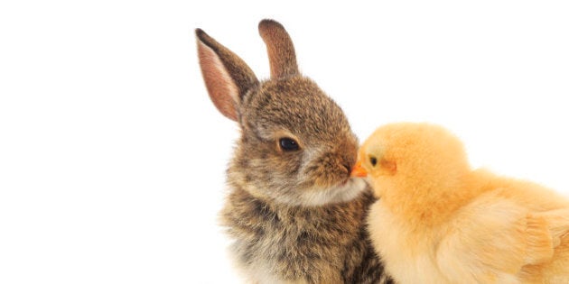 A cute shot of a baby rabbit and chick nose to nose On a white background.