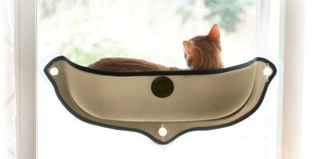 Un Gadget Genial Pour Amener Vos Chats En Voiture Huffpost Quebec Vivre