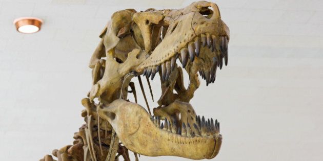 tyrannosaurus skull