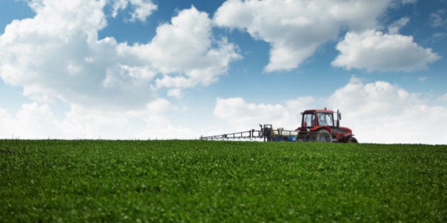 Farming tractor spraying green wheat field with sprayer