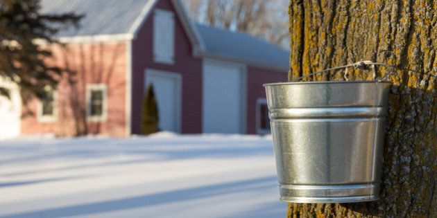 Maple tree being tapped for its sap in the Spring. Silver bucket and tree are in sharp focus in foreground while red barn is in soft focus in the background due to shallow depth of field. A rural scene with soft natural light, long shadows, and snow covering the ground.
