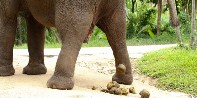 Elephant defecating