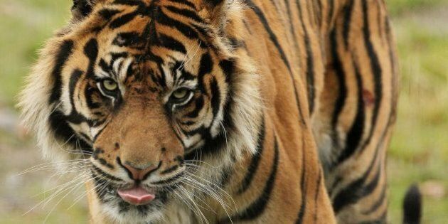 STANDALONEUssuri, a two-year-old male Siberian tiger, which are also known as Amur tigers, unveiled today as the latest addition to Dublin Zoo's big cat collection.