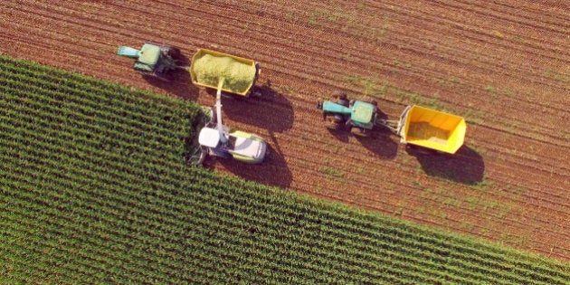 Farm machines harvesting corn for feed or ethanol. The entire corn plant is used, no waste.