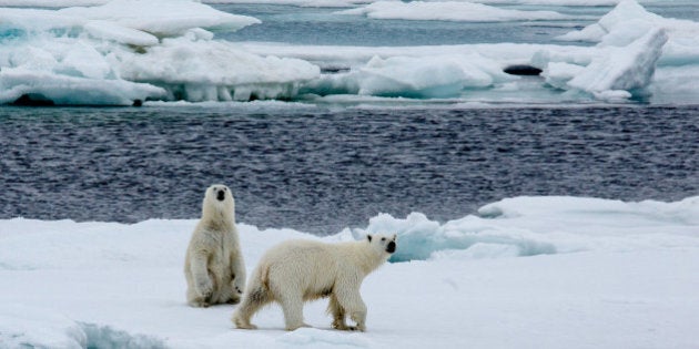 Two Polar bearrs, mother with cub are walking on pack ice. Copy- space.