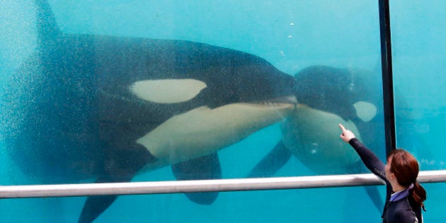 An animal caretaker poses with two killer whales during a press visit at the Marineland Zoo in Antibes before its reopening, six months after the flooding that affected the French Riviera in October 2015, in Antibes, France, March 17, 2016. REUTERS/Eric Gaillard