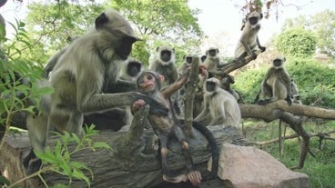 Bebe Singe Bebe Singe