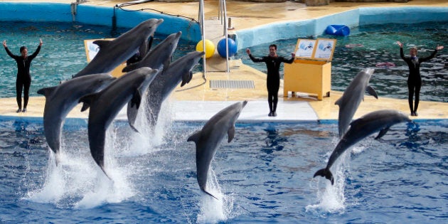 Dolphins perform during a press visit at the Marineland zoo in Antibes before its reopening, six months after the flooding that affected the French Riviera in October 2015, in Antibes, France, March 17, 2016. REUTERS/Eric Gaillard