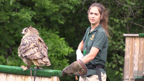 Les Secrets Du Dressage Des Oiseaux De Proie Video Huffpost Null