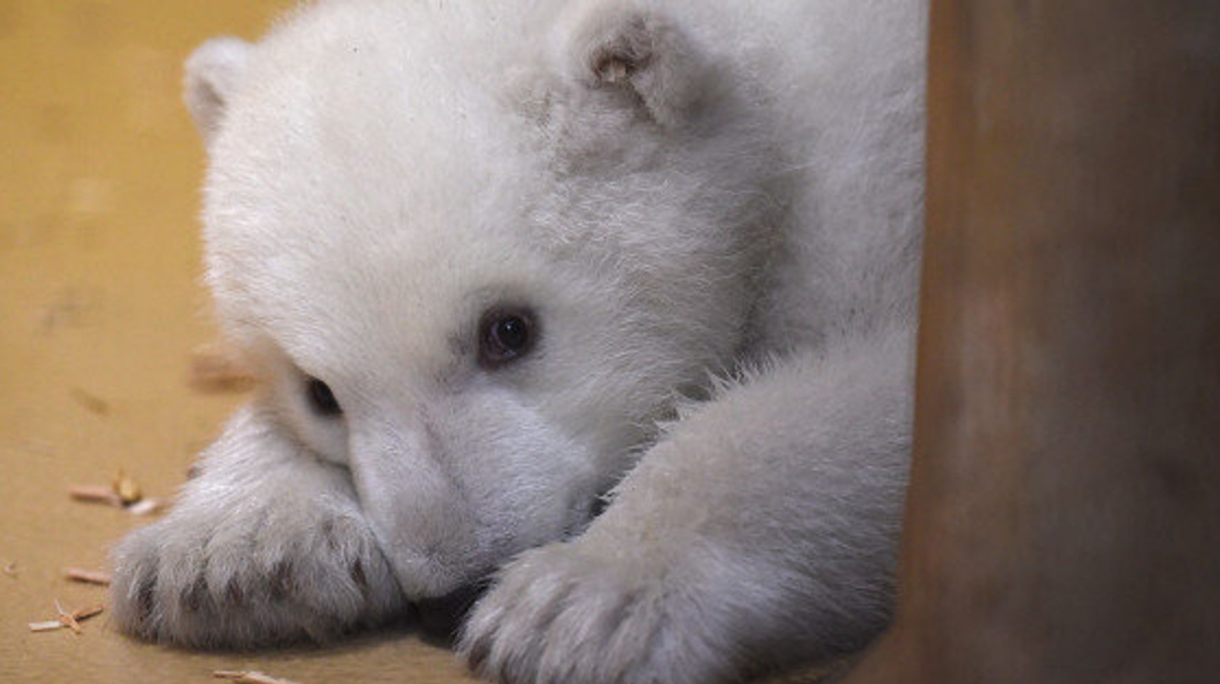 Ce Bebe Ours Polaire Va Vous Faire Craquer Video Huffpost Null