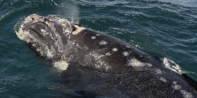 View of the multiple injuries on the calf of a Franca Austral whale (Southern Right Whale) biten by Kelp Gulls, in the Golfo Nuevo near Puerto Piramides at Peninsula Valdes, in the Patagonian province of Chubut, Argentina on October 2, 2015. Thousands of southern right whales come every year to the Peninsula Valdes to complete their reproductive cycle. AFP PHOTO / JUAN MABROMATA (Photo credit should read JUAN MABROMATA/AFP/Getty Images)