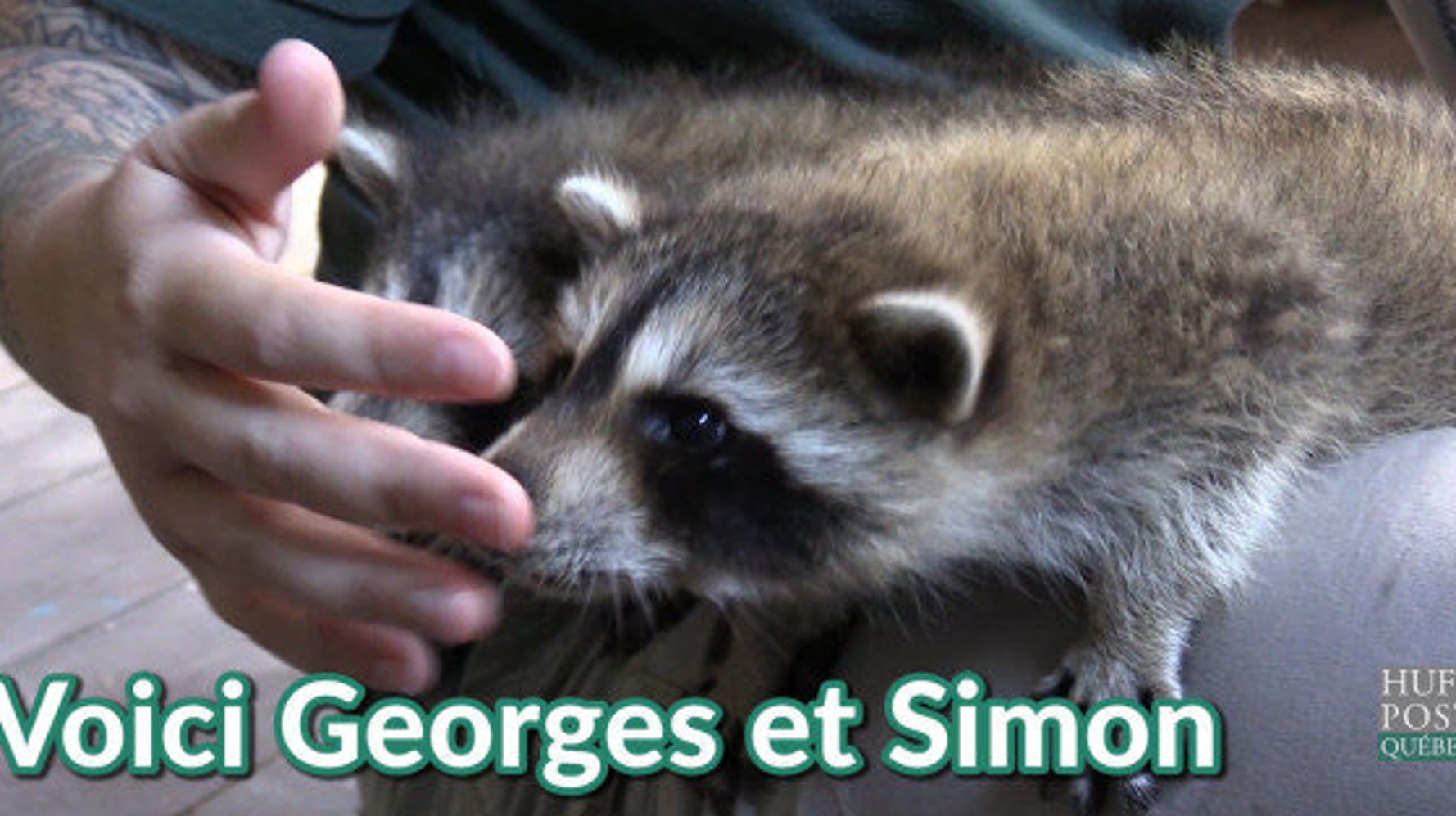 Deux Bebes Ratons Laveurs Secourus Apres Avoir Ete Abandonnes Par Leur Mere Video Huffpost Null