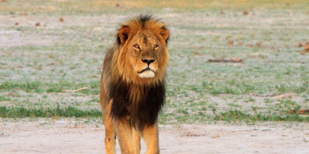 Cecil a été abattu en 2015 par un dentiste américain au Zimbabwe.
