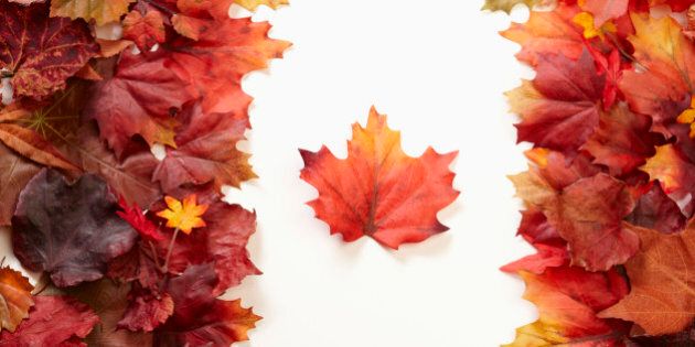 A set of leaves in the shape of the Canadian flag