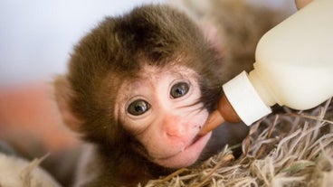 Bebe Singe