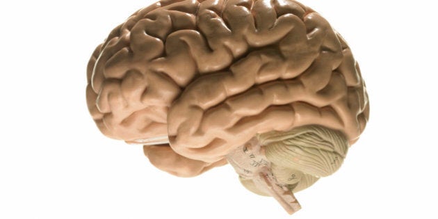 Model of human brain