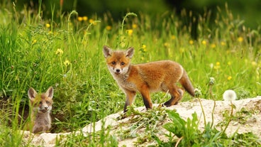 Renard Renard