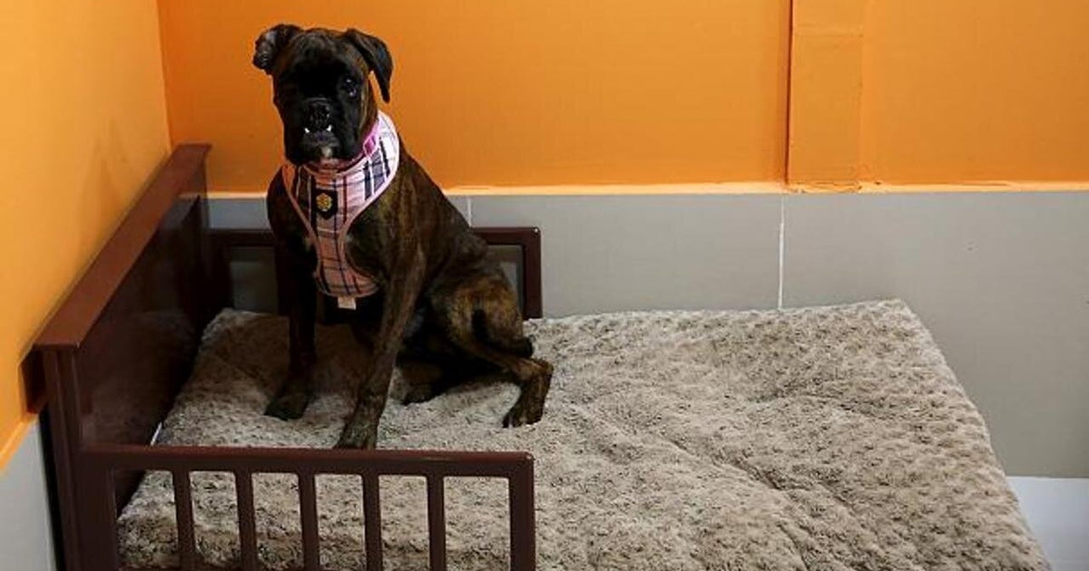 Dubaï un hôtel pour chien à 190 dollars la nuit HuffPost Vivre