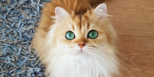 En Cette Journee Internationale Des Chats Voici Les Felins Les Plus Cute De La Toile Huffpost Quebec Vivre