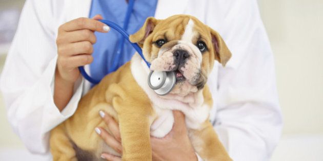 Cropped shot of a vet trying to listen to a bulldog puppy's heartbeat
