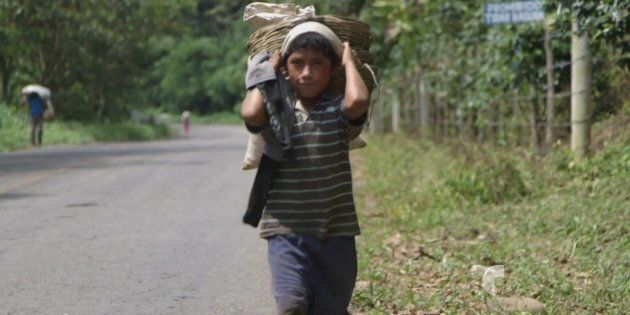 Travail des enfants dans les régions de production de café
