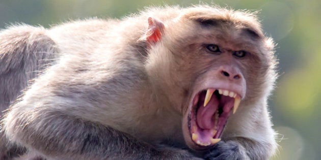 Portrait of a monkey with angry face.