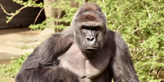 Harambe, a 17-year-old gorilla at the Cincinnati Zoo is pictured in this undated handout photo provided by Cincinnati Zoo. REUTERS/Cincinnati Zoo/Handout via ReutersATTENTION EDITORS - THIS PICTURE WAS PROVIDED BY A THIRD PARTY. REUTERS IS UNABLE TO INDEPENDENTLY VERIFY THE AUTHENTICITY, CONTENT, LOCATION OR DATE OF THIS IMAGE. THIS PICTURE IS DISTRIBUTED EXACTLY AS RECEIVED BY REUTERS, AS A SERVICE TO CLIENTS. FOR EDITORIAL USE ONLY. NO RESALES. NO ARCHIVES. TPX IMAGES OF THE DAY