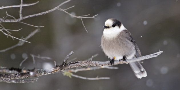 Gray Jay, Perisoreus canadensis, with leg band, perched on Spruce tree during snow fall in winter. Algonquin Provincial Park, Ontario, Canada.