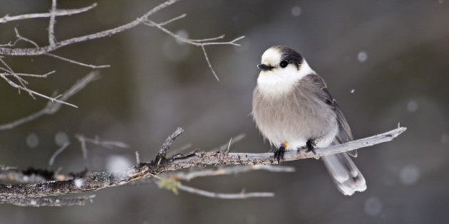 Le m sangeai du Canada est choisi pour devenir l oiseau national