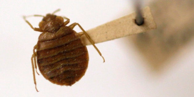 File In this Wednesday, March 30, 2011 file photo, A bed bug is displayed at the Smithsonian Institution National Museum of Natural History in Washington. Canadian scientists detected drug-resistant MRSA bacteria in bedbugs from three hospital patients from a downtrodden Vancouver neighborhood. (AP Photo/Carolyn Kaster, File)