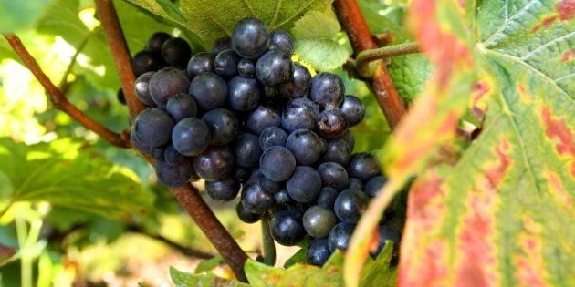 A pinot noir grape is pictured at a vineyard in Hautvillers, on September 22, 2016. / AFP / FRANCOIS NASCIMBENI (Photo credit should read FRANCOIS NASCIMBENI/AFP/Getty Images)
