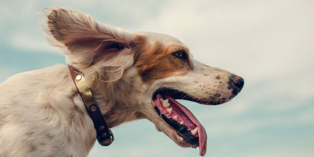 Il n'est donc pas surprenant que les dernières études sur le décodage génomique du chien aient dévoilé de curieuses ressemblances entre certains gènes humains et canins : du matériel génétique commun au niveau du système digestif et du système neuronal.