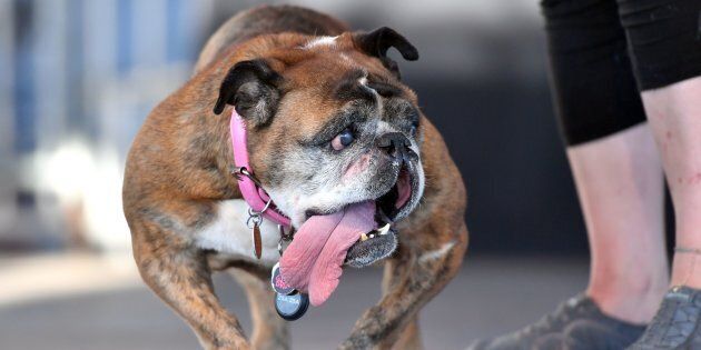 Zsa Zsa Le Chien Le Plus Laid Du Monde Est Mort Huffpost