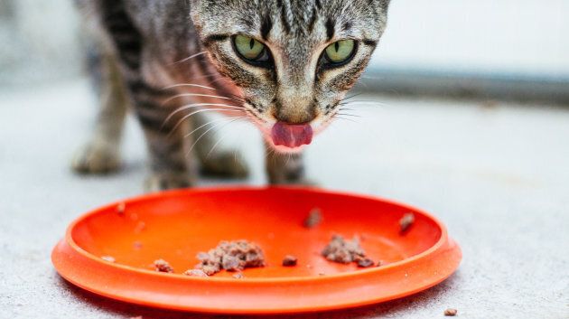 Les chats sont des animaux carnivores qui ont besoin de certains nutriments que l'on trouve dans la viande.