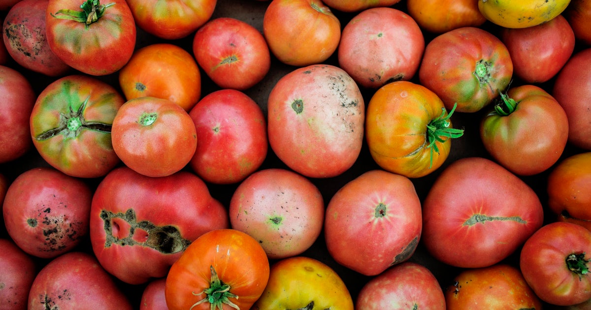 Recette que faire avec des tomates trop mûres? HuffPost Vivre