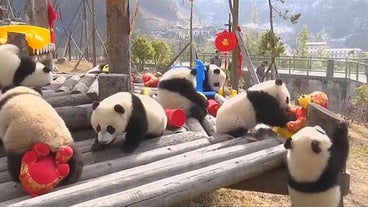 Bebes Pandas