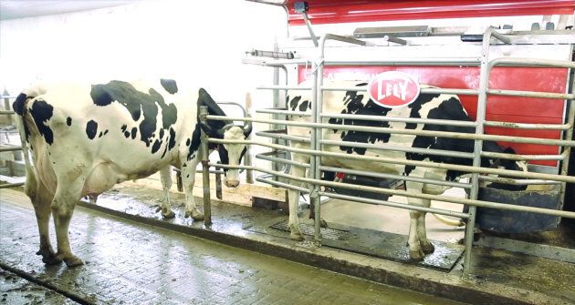 Au besoin, les vaches se présentent au robot de traite.