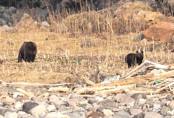 知床半島のルシャ湾で撮影したヒグマの親子（4月28日）