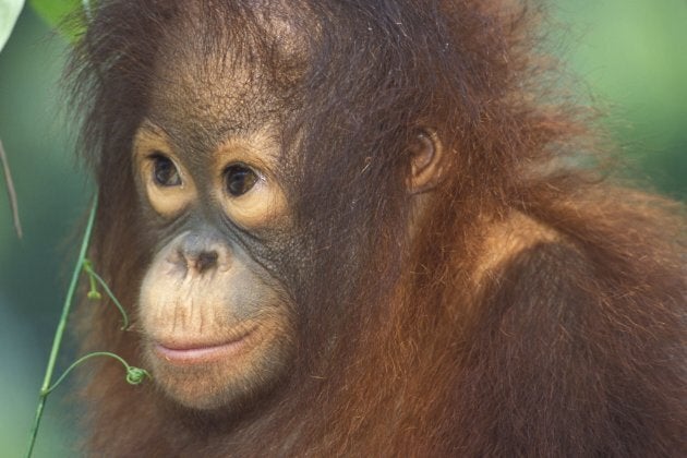 Un jeune orang-outan vivant dans le parc national de Matang, à Bornéo.