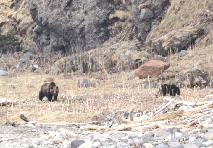 知床半島のルシャ湾で撮影したヒグマの親子（4月28日）