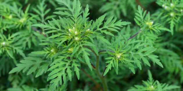 Ambrosia artemisiifolia