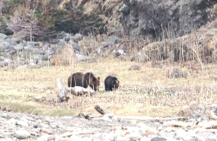 知床半島のルシャ湾で撮影したヒグマの親子（4月28日）