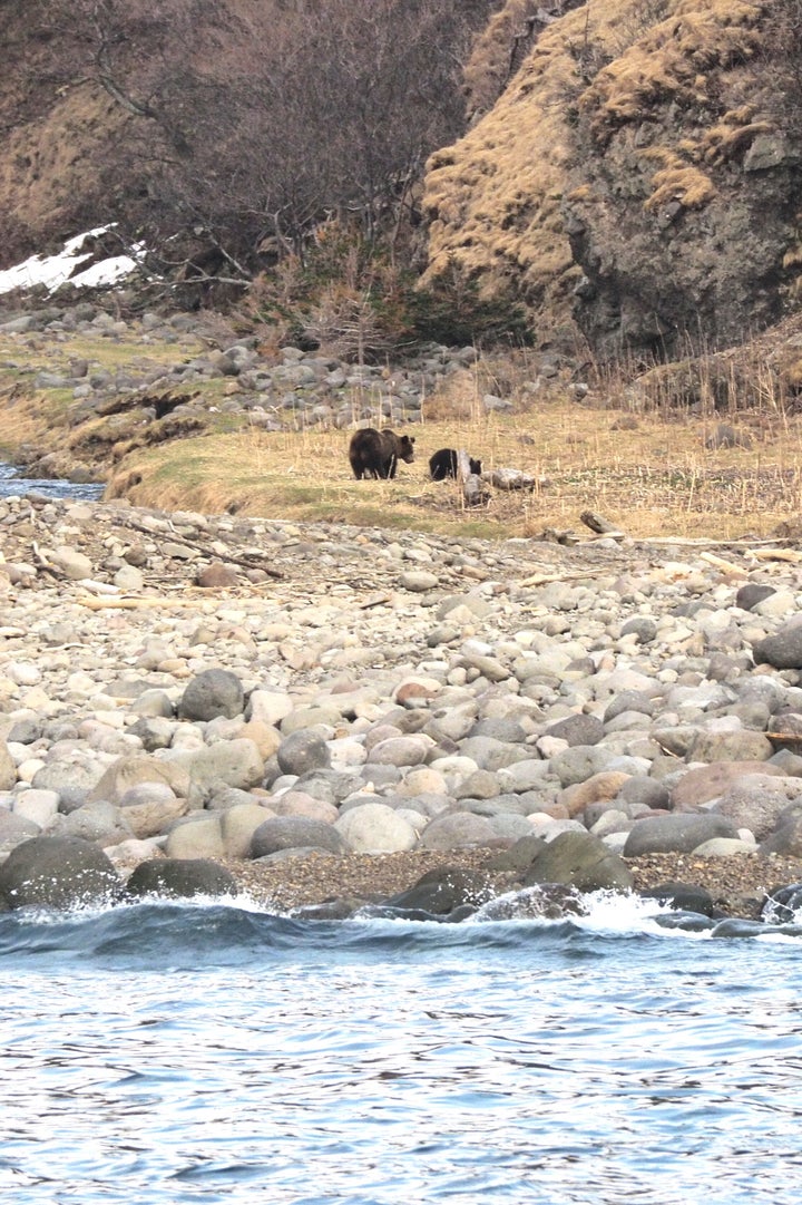 知床半島のルシャ湾で撮影したヒグマの親子（4月28日）