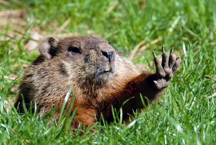 The couple had eaten raw marmot, which is a type of rodent