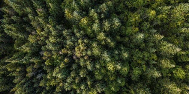 Les espaces sauvages sont encore d'une superficie impressionnante, mais nous n'en protégeons pratiquement rien contre l'exploitation humaine.